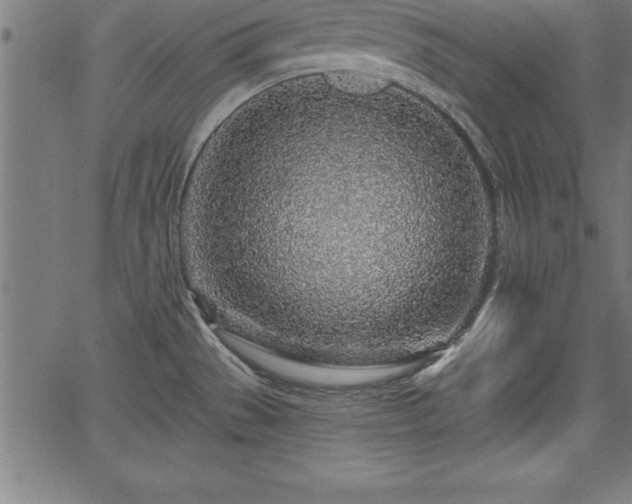 X0000065971529200603061137