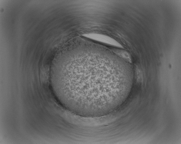 X0000065970030200603101408