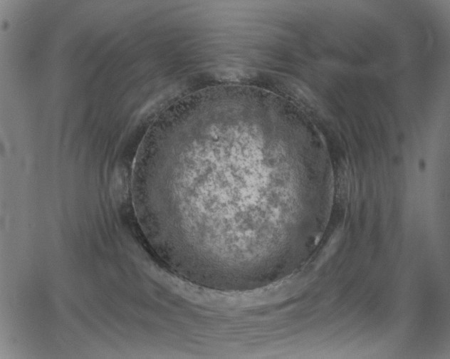 X0000065970043200603101408