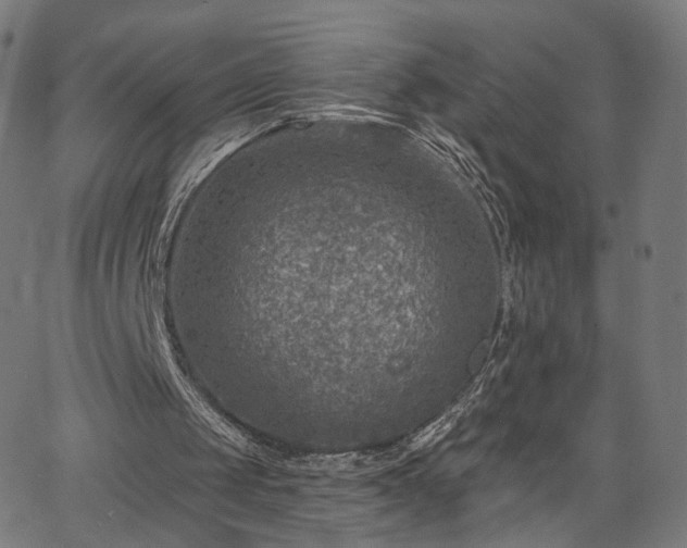 X0000065970049200603101407