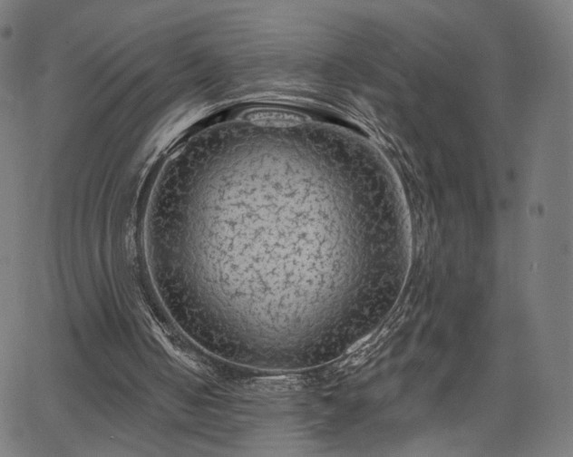 X0000065970050200603101407