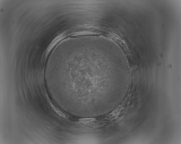 X0000065970051200603101407