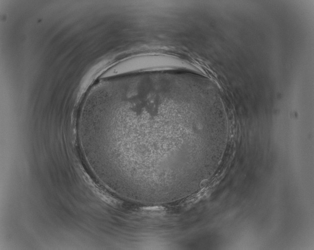 X0000065970053200603101407