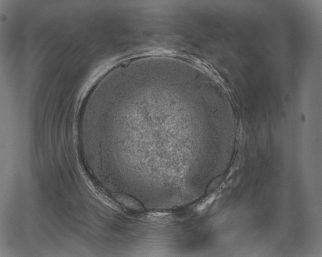 X0000065970055200603101407