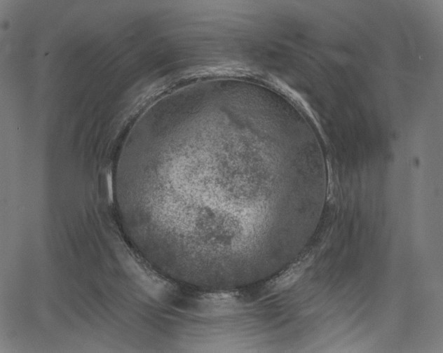 X0000065970061200603101407