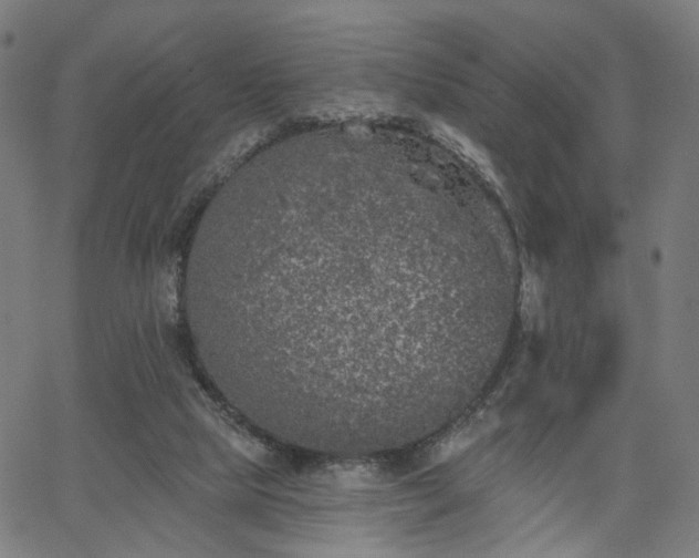 X0000065970065200603101407