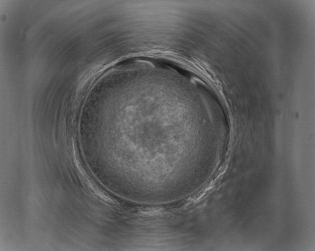 X0000065970097200603101407