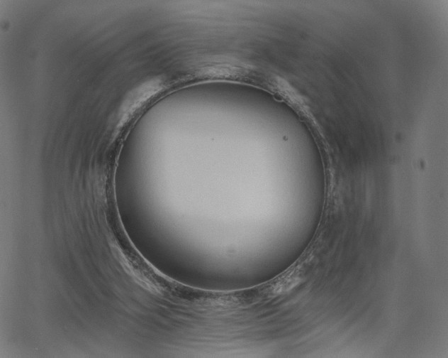 X0000065970106200603101407