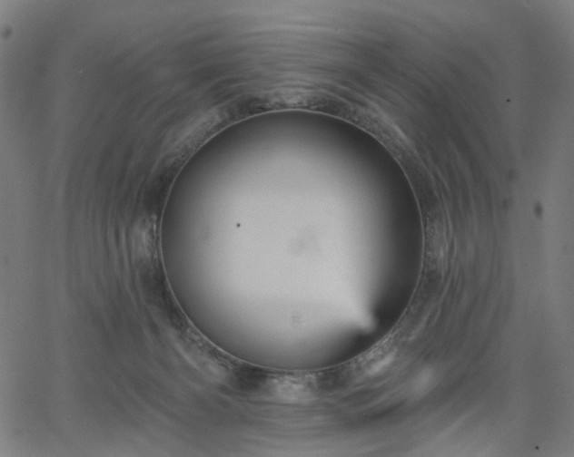 X0000065970126200603101407