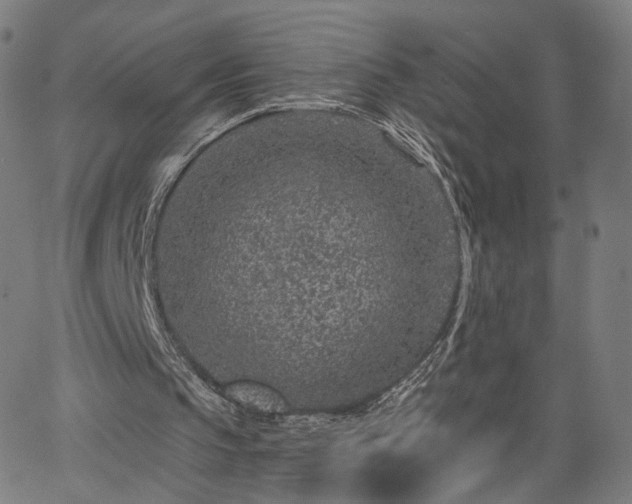 X0000065970145200603101406