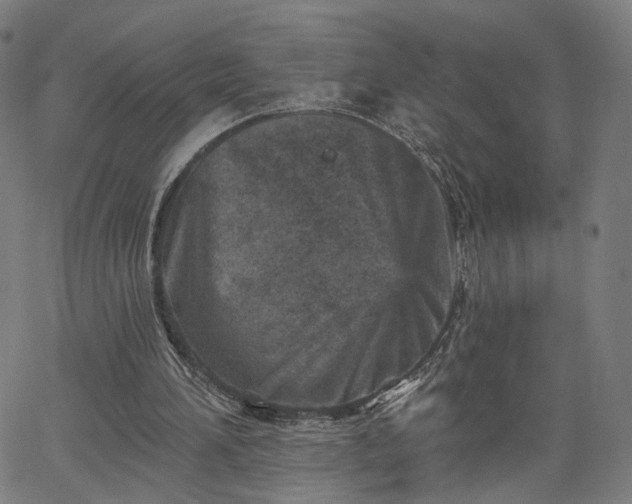 X0000065970196200603101406