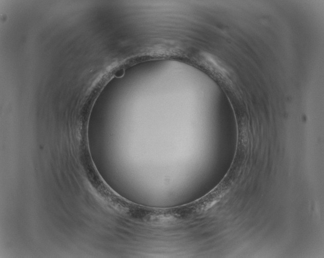 X0000065970208200603101405