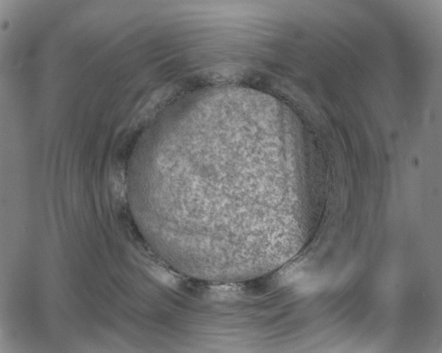 X0000065970240200603101405