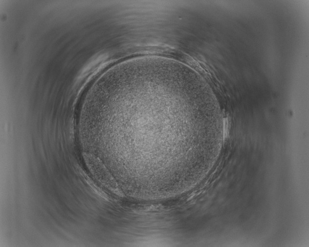 X0000065970243200603101404