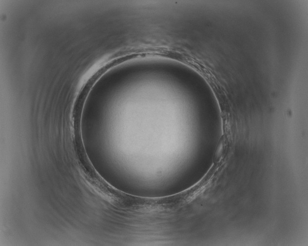 X0000065970246200603101404