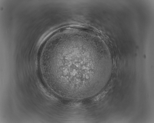 X0000065970247200603101404