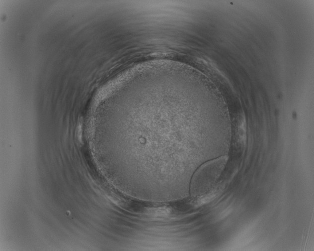 X0000065970266200603101404