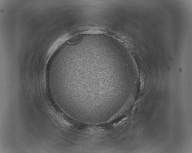 X0000065970296200603101404