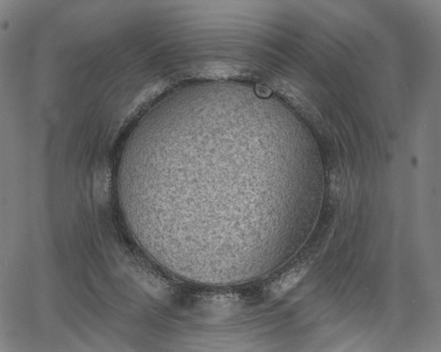 X0000065970304200603101404