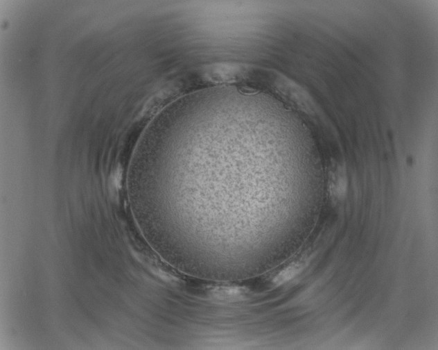 X0000065970332200603101403