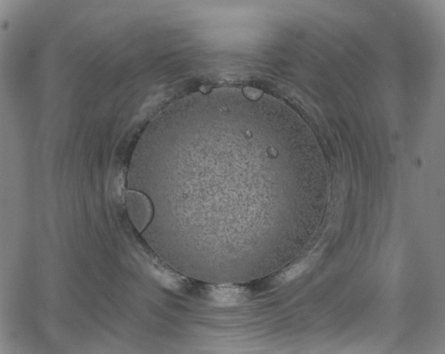 X0000065970336200603101403