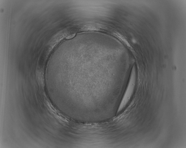 X0000065970386200603101402