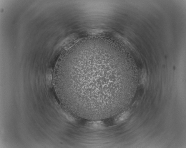 X0000065970427200603101402