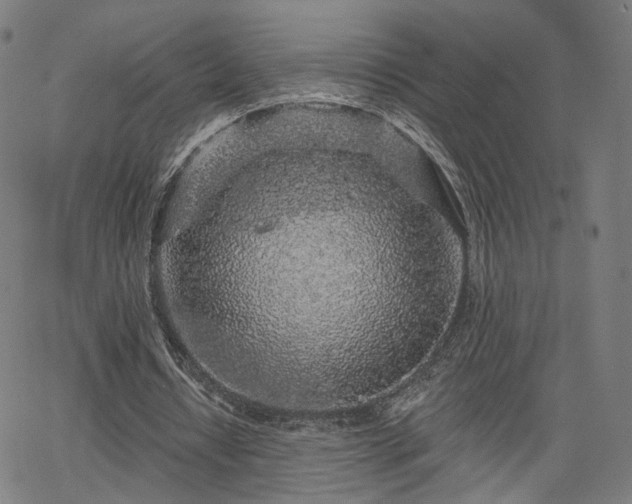 X0000065970434200603101401