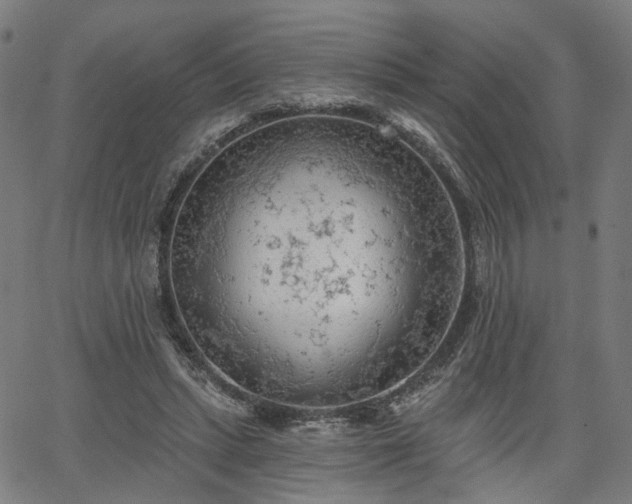 X0000065970447200603101401