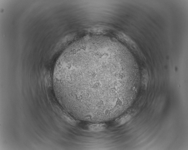 X0000065970465200603101401