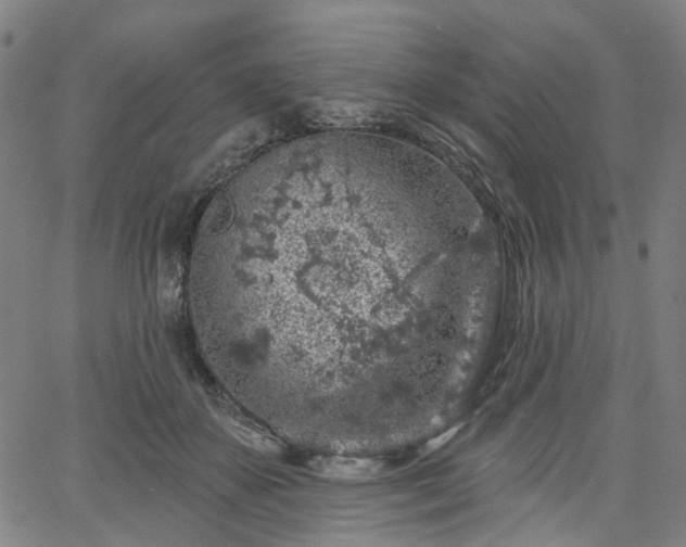 X0000065970507200603101400