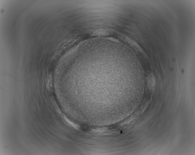 X0000065970517200603101400