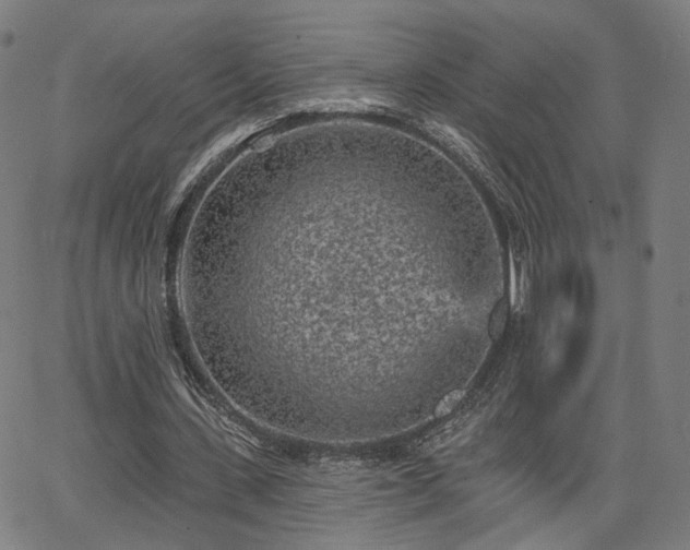 X0000065970531200603101359