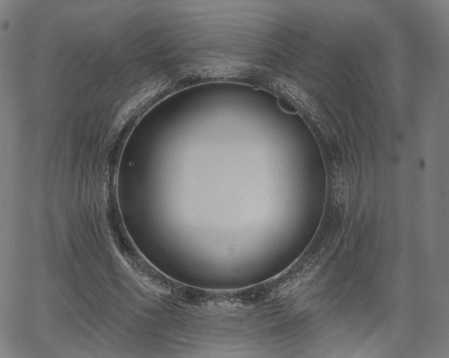 X0000065970586200603101359