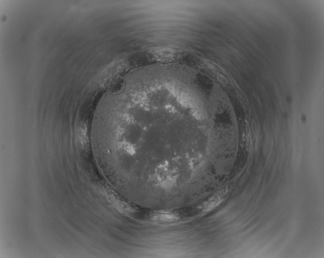 X0000065970610200603101359