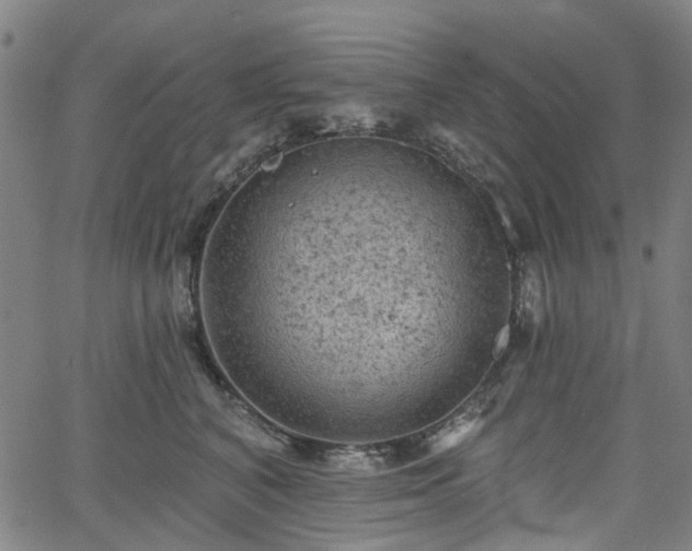 X0000065970616200603101359