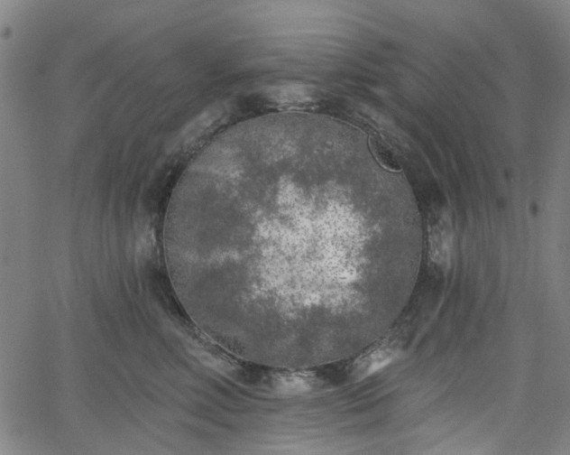 X0000065970618200603101359