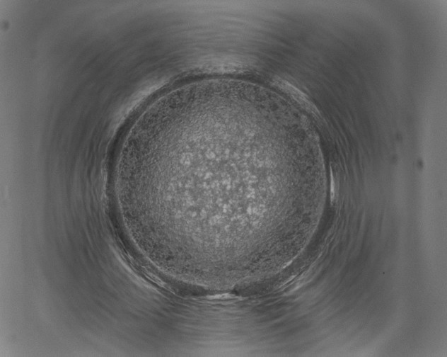 X0000065970627200603101358