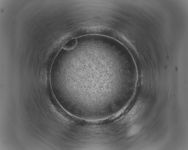 X0000065970637200603101358