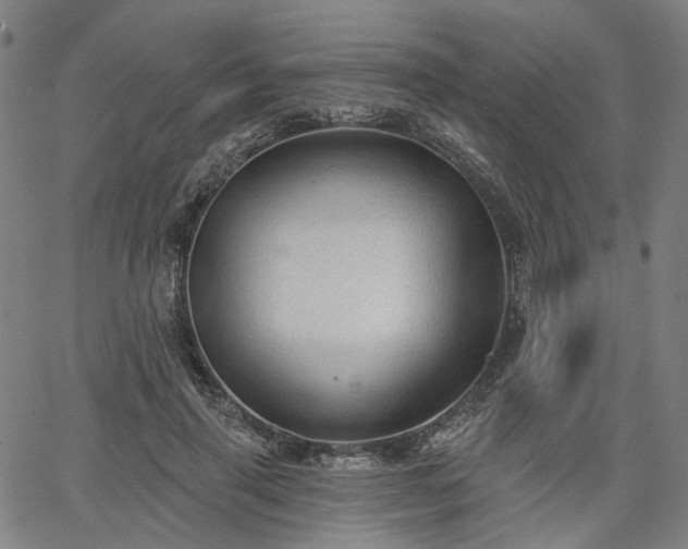 X0000065970645200603101358