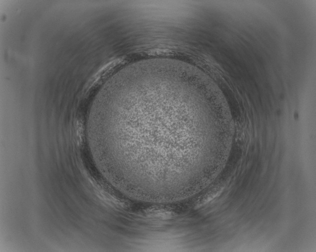 X0000065970648200603101358