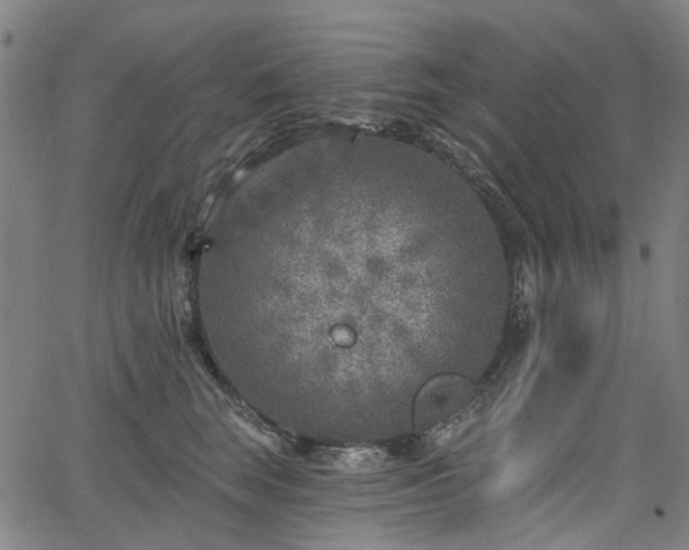 X0000065970663200603101358