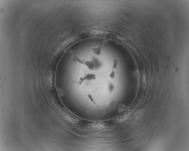 X0000065970668200603101358