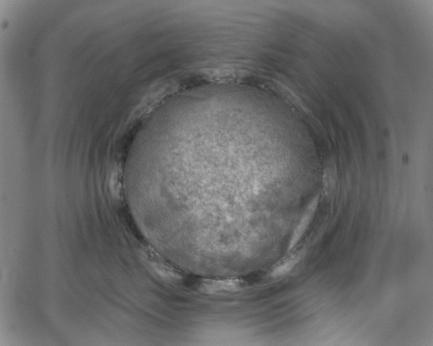 X0000065970671200603101359