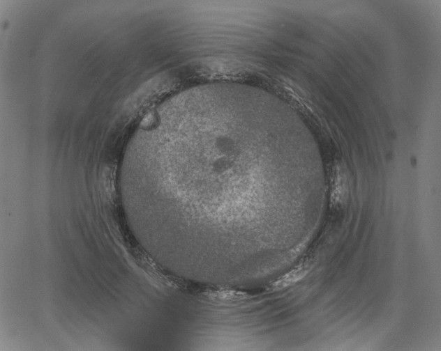 X0000065970695200603101357