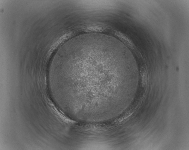 X0000065970729200603101356