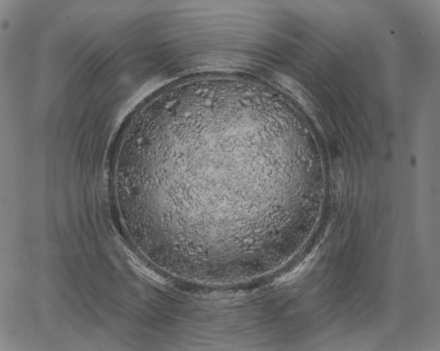 X0000065970779200603101356