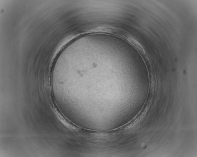 X0000065970800200603101356