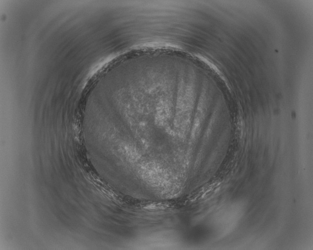 X0000065970823200603101355