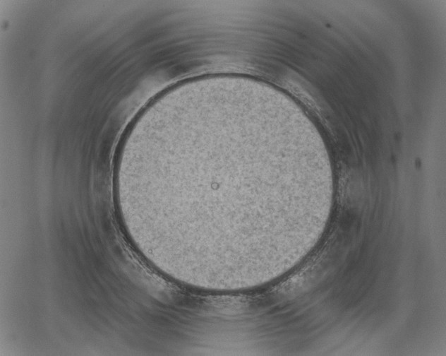 X0000065970836200603101355